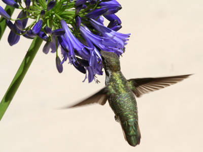 Black-chinned Hummingbird